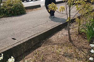 歩道と畑との段差